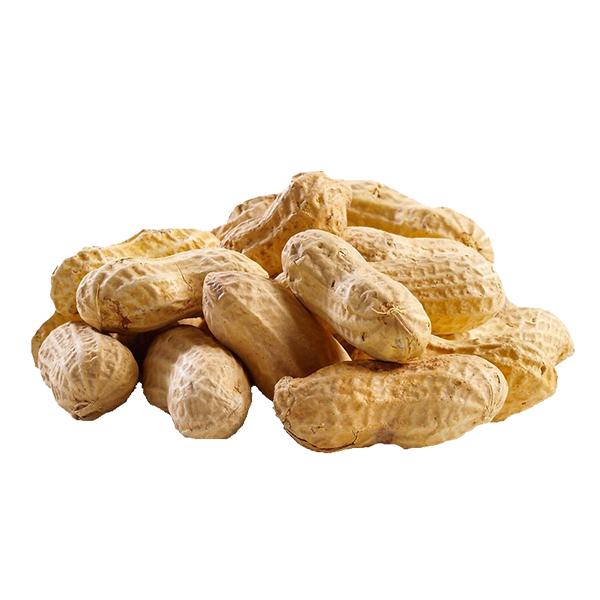 GROUNDNUT